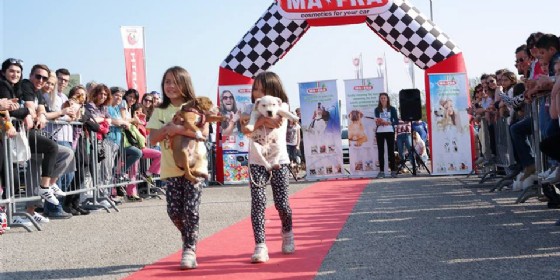 ‘Friuli Dog Show’: torna la sfilata per gli amici a 4 zampe