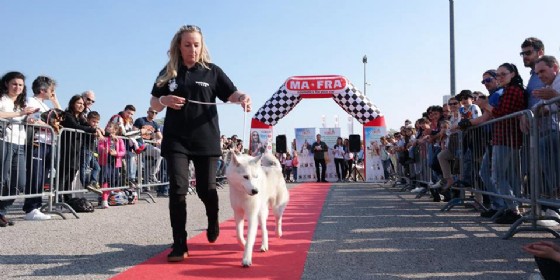 ‘Friuli Dog Show’: torna la sfilata per gli amici a 4 zampe