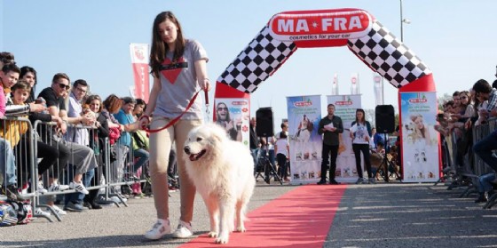 ‘Friuli Dog Show’: torna la sfilata per gli amici a 4 zampe