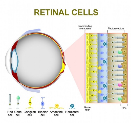 le cellule che compongono la retina