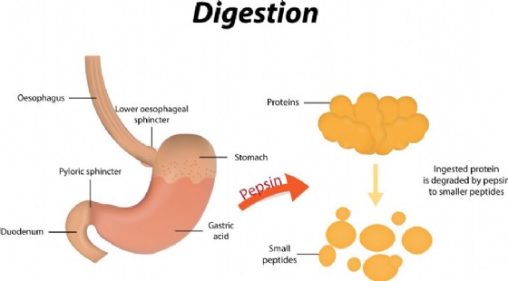 Il ruolo della pepsina nella digestione delle proteine