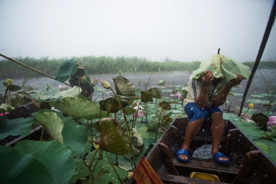 A local tourist guide uses a lotus leaf to shield his head during a summer storm on a lake in the Khao Sam Roi Yot national park in southern Thailand