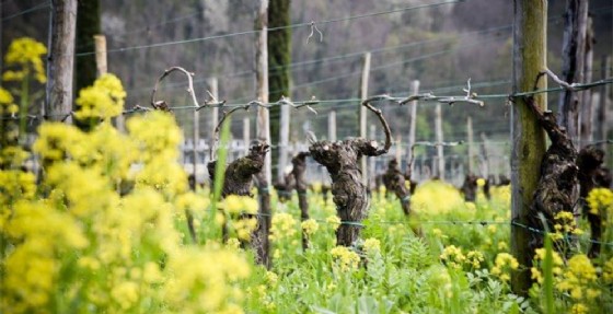 L'impianto di irrigazione sul Collio rientra nella serie di interventi che il consorzio giuliano-isontino, con il supporto della Regione, sta attuando sul Carso triestino e nel Goriziano