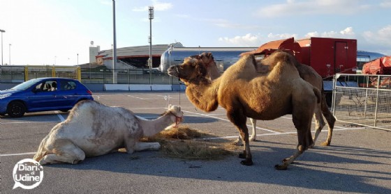 Circhi con animali: nuove regole dalla Regione Fvg (© Diario di Udine) Circhi con animali: nuove regole dalla Regione Fvg (© Diario di Udine)