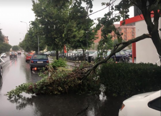 Viale Macallè, oggi (© Diario di Biella) Viale Macallè, oggi (© Diario di Biella)