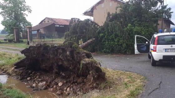 Un albero sradicato durante il maltempo (© Vittorio Bellone) Un albero sradicato durante il maltempo (© Vittorio Bellone)