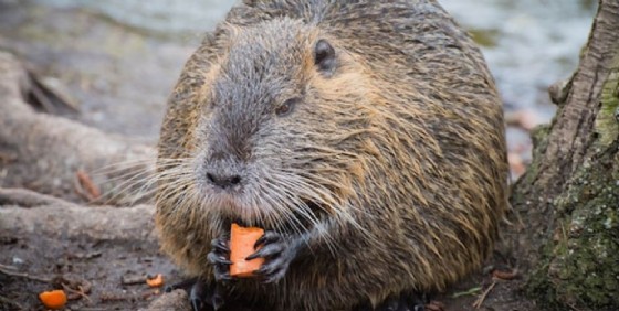 Dalla Regione 80 mila euro per ridurre la capacità riproduttiva delle nutrie (© Adobe Stock) Dalla Regione 80 mila euro per ridurre la capacità riproduttiva delle nutrie (© Adobe Stock)