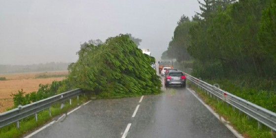 Maltempo: caduto un albero sulla statale, a Manzano. Segnalati i primi allagamenti