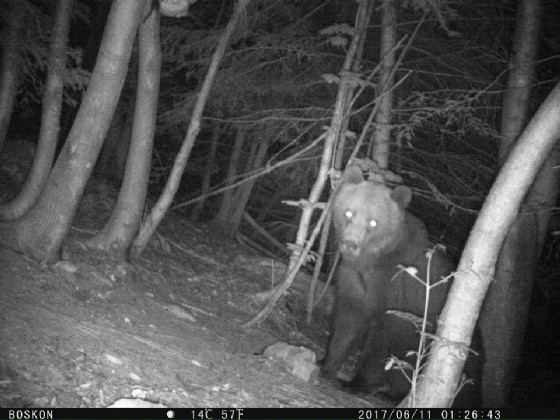 Elisio, il nuovo orso catturato in Carnia per dotarlo di radicolare satellitare