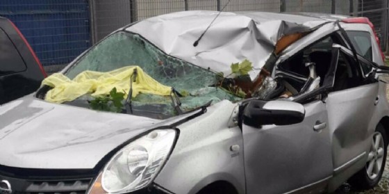 Platano cade su un'auto in corsa: donna miracolata (© G.G.) Platano cade su un'auto in corsa: donna miracolata (© G.G.)