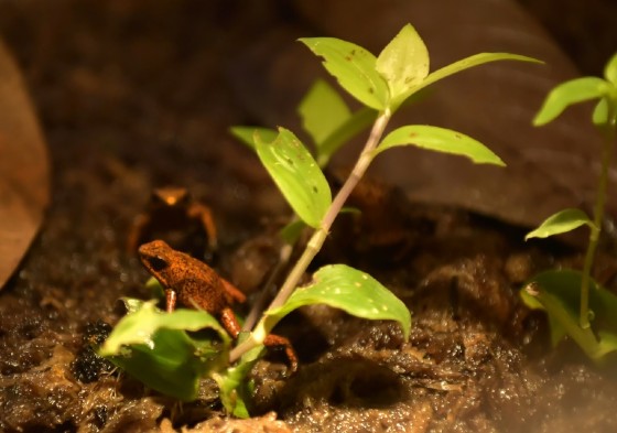 "Illicit trafficking in amphibians in the world is a very big activity," biologist Luis Coloma, director of the Jambatu Center research facility, told AFP.
