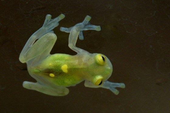 Scientific company Wikiri is raising 12 species of frog. Some are native only to Ecuador, while others are at risk at disappearing from their natural habitat elsewhere.