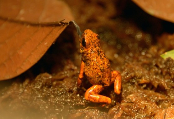Poachers in Ecuador have long known the hefty prices their country's rare frogs can fetch. But now environmentally conscious firms are starting to sell the amphibians too -- to try to save them from the black market and threatened extinction.