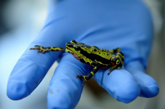 Ecuador is promoting an "ethical" bio trade of rare and colorful frogs and toads for the global pet market and with educational aims, to curb the lucrative illegal trade of amphibians captured in the wild.