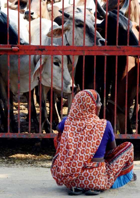 Cows are worshipped as a mother figure by Hindus who make up more than 900 million of India's 1.3 billion population