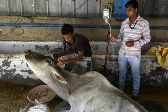 In India some consider cows a one-stop-shop for their dairy and medical needs, with many believing that cow urine can cure everything from arthritis and asthma to cancer and diabetes