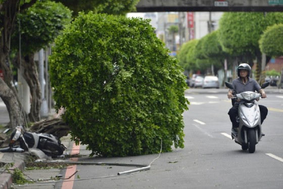 A motorcyclist rides past a damaged tree on a street in New Taipei City after Typhoon Nesat slashed Taiwan