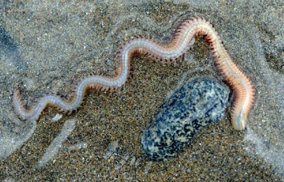 Marine worms are better known as providing bait for fishermen