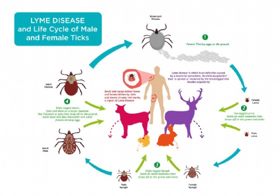 La trasmissione della malattia di Lyme