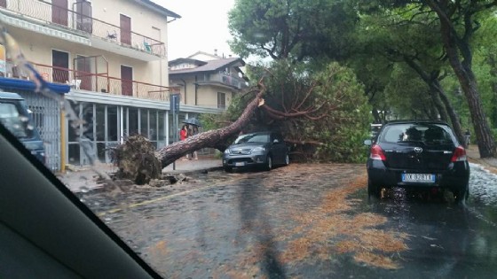 Raffiche di vento nel Veneziano: a Jesolo 'volano' alberi