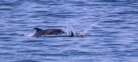 I delfini avvistati dall'associazione