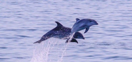 I delfini avvistati dall'associazione