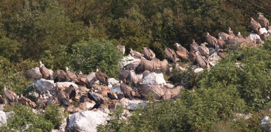 Riserva Naturale del Lago di Cornino: record di grifoni
