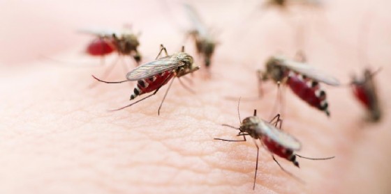 Zanzare e Chikungunya