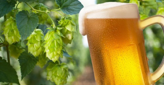 Il luppolo contrasta i tumori, ecco gli effetti benefici della birra Il luppolo contrasta i tumori, ecco gli effetti benefici della birra
