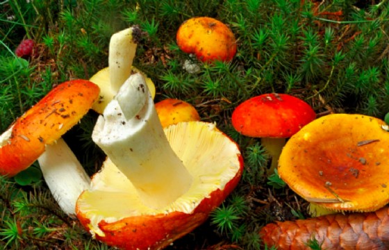 Russula aurea