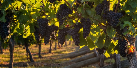 Viticoltura: Shaurli, Ministero conceda più superfici impianto (© Adobe Stock) Viticoltura: Shaurli, Ministero conceda più superfici impianto (© Adobe Stock)