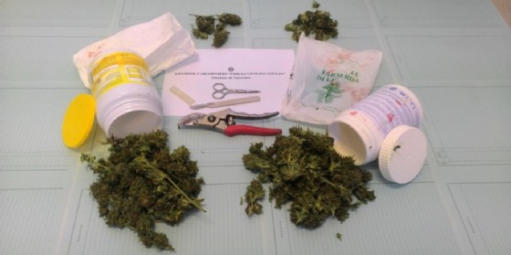 Coltivava marijuana nel campo (altrui). Beccato ha opposto resistenza ai carabinieri: arrestato