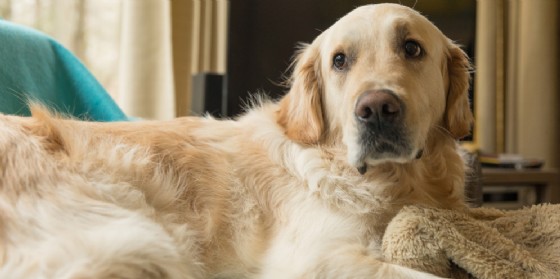 La padrona muore, alla prima occasione il cane scappa e va a cercarla (© Shutterstock.com) La padrona muore, alla prima occasione il cane scappa e va a cercarla (© Shutterstock.com)