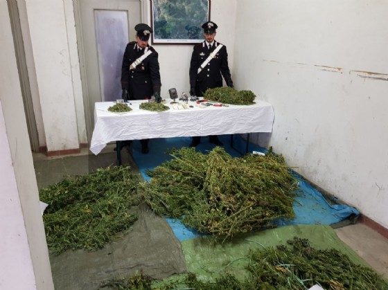 La marijuana sequestrata (© Carabinieri) La marijuana sequestrata (© Carabinieri)
