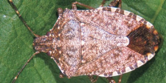 Piccin, per cimice asiatica contributi tardivi (© Diario di Gorizia) Piccin, per cimice asiatica contributi tardivi (© Diario di Gorizia)