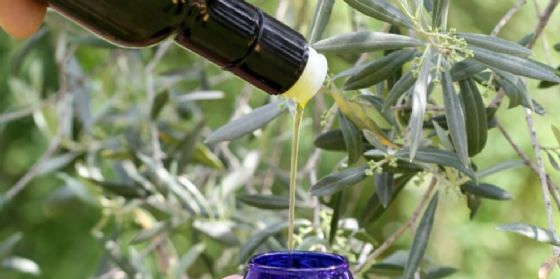 Le stagioni e le olive, un incontro tecnico a Caneva di Pordenone