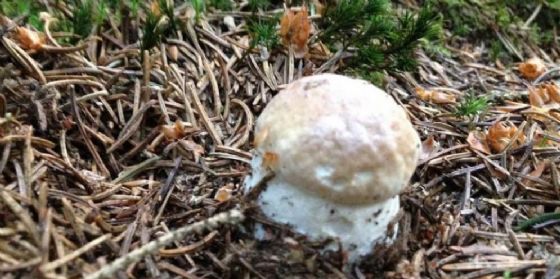 Fissato a 70 euro il costo del permesso per la raccolta funghi nel 2018