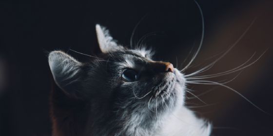 Sacile, gatto orfano di padrona eredita 30 mila euro