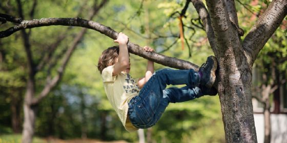 Vietato arrampicarsi sugli alberi: multati due ragazzi
