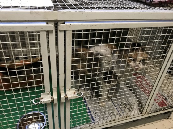 Le gabbiette in cui vengono tenuti i gatti