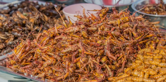 L'alimentazione cambia. Idroponica, alghe, insetti: Acquafarm fa chiarezza