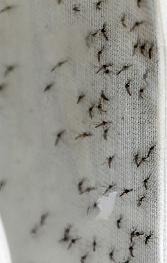 Sterile Aedes aegypti mosquitos arrived in a special net container at their release spot in a South Miami park