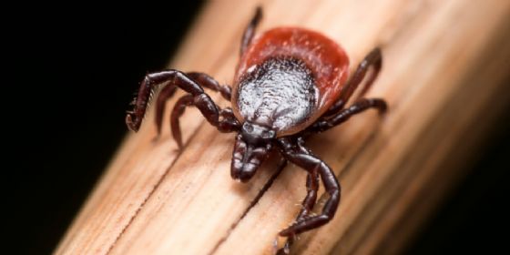 «Preservare l'eccellenza di Trieste quale centro per il morbo di Lyme» (© Adobe Stock) «Preservare l'eccellenza di Trieste quale centro per il morbo di Lyme» (© Adobe Stock)