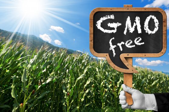 Mais ogm e rischi per la salute