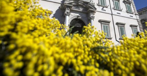 Tolleranza zero per i venditori abusivi di mimose a Torino (© ANSA) Tolleranza zero per i venditori abusivi di mimose a Torino (© ANSA)