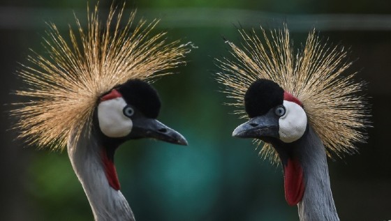 The purpose of the conference is to give a comprehensive assessment of the state of biodiversity around the world