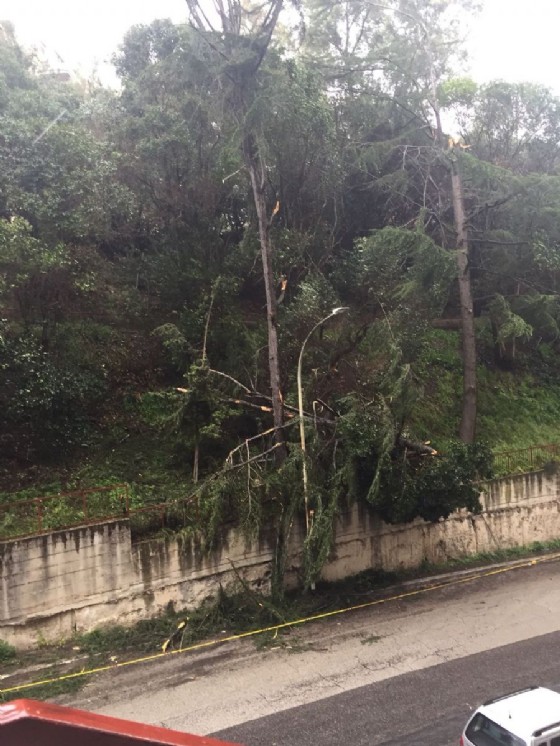 Un albero pericolante nel XII Municipio