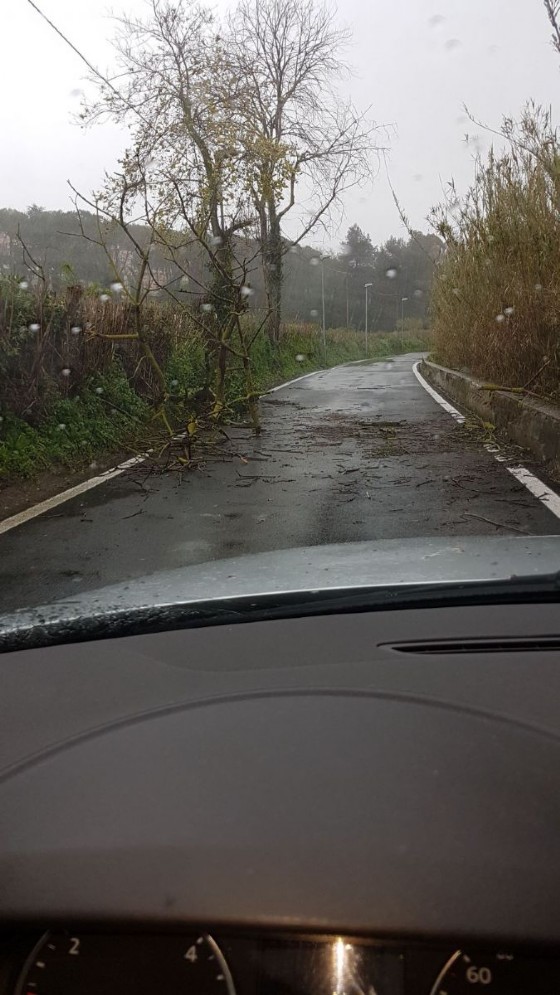 Un albero pericolante nel XII Municipio
