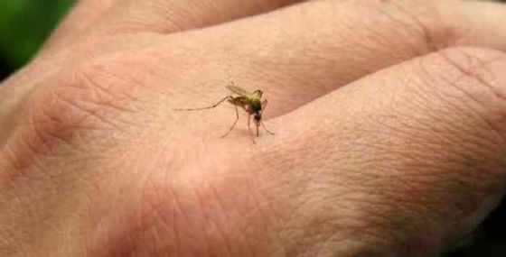 Una zanzara che trasmette la Dengue
