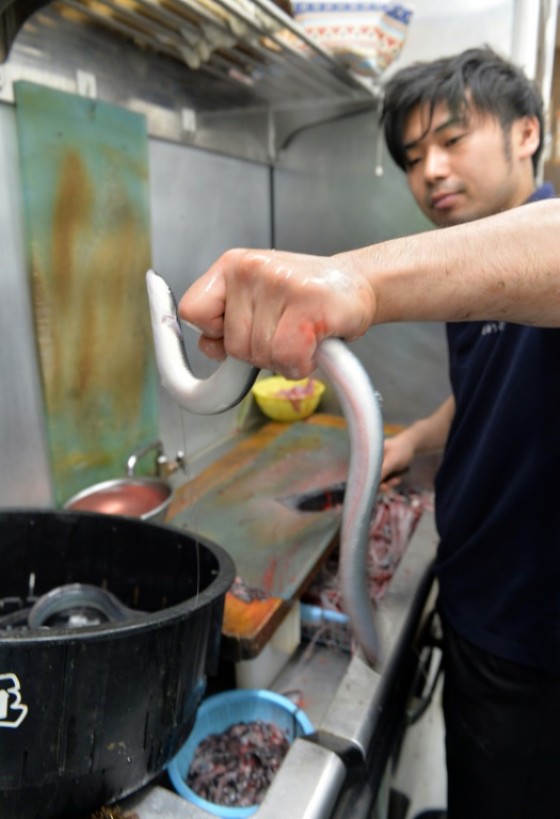 The eel catch is at record low